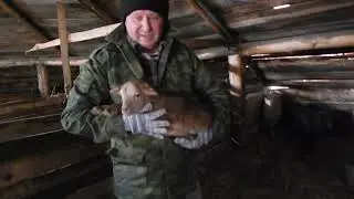 РОЖДЕНИЕ КОЗЛЯТ.  БИО-ФЕРМА МАНГАЛИЦА