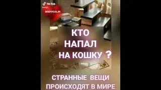 Кто нападает на кошку?