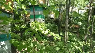 Когда есть медосбор то это видно по пчелам
