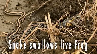 Snake swallows live Frog