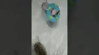 Cute pet hedgehogs