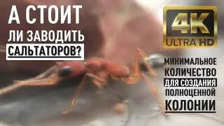 Трейлер! Женский взгляд на САЛЬТАТОРОВ!