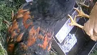 Молодняк 2017года