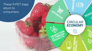 Tray to Tray Recycling: PET trays
