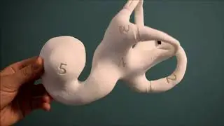 Functional Inner Ear Model