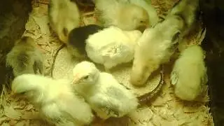 5 Day Old Serama Chicks..:)