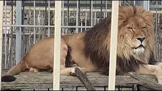 ❤️Лев Тигран ❤️ Всем большой привет! 