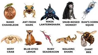 All STRANGEST New Animal Discoveries Explained