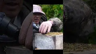 ニホンミツバチの蜂蜜、食べたことありますか？私は京都の週末養蜂家！ #Shorts