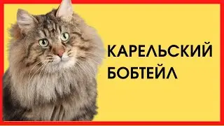 КАРЕЛЬСКИЙ БОБТЕЙЛ