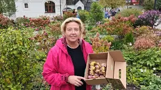 Осенняя посадка лилий Мартагон