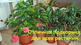 Мои цветы и супер подкормка для всех комнатных растений.