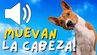 Sonidos para Perros Para Que Muevan la Cabeza - Ruidos