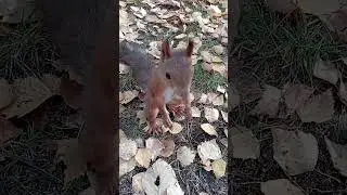Белочка и осень