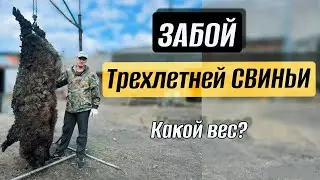 БОЛЬШОЙ ЗАБОЙ свиньи, БОЛЬШОЙ вывод бройлеров - делимся ИТОГАМИ!