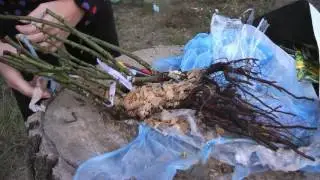 Шикарные сорта роз для розария ❤ обзор заказа роз ❤