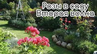 Розы в саду. Вторая волна