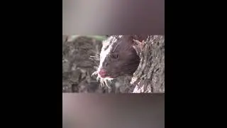 Норка...