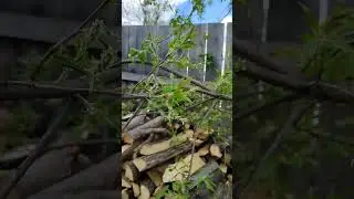 Томская и Кемеровская области находятся в Западной Сибири. А климат одинаковый?
