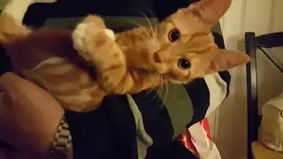 смешные животные
