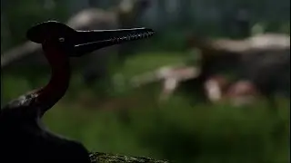 Trail Camera Observation: Ceratosaurus