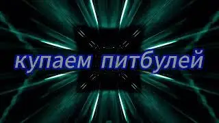 . How to bathe an adult pit bull Как искупать взрослого питбуля