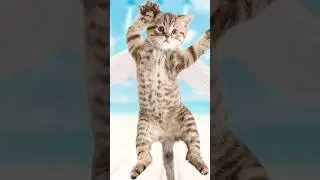 Super Tuna - Jin / Exciting performance of cat and dog/ 슈퍼참치 - 진 / 고양이와 강아지의 신나는 퍼포먼스