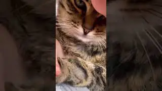 Loving You Animals Meets Baby | #127 | funny baby videos