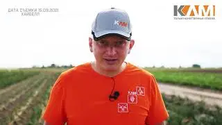 Лук репчатый Хайбелл от Бейо Заден