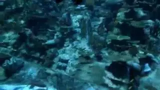 Водный мир в Ocean Park Hong Kong