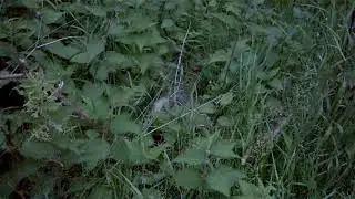 The Crunchy Badger, Natural Foraging Behaviour Video