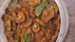 Самый вкусный и правильный способ засолки РЫЖИКОВ! Обалденно вкусно!