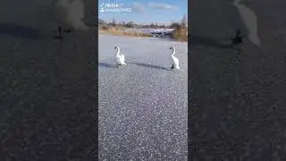 лебеди зимуют на льду.