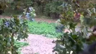 Windy Hunt