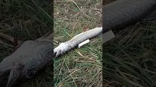 ХОРОШАЯ ЩУКА НА САМОЛОВКИ.