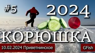 В ПОИСКАХ КОРЮШКИ | КОРЮШКА - ГИГАНТ |  ПРИВЕТНИНСКОЕ