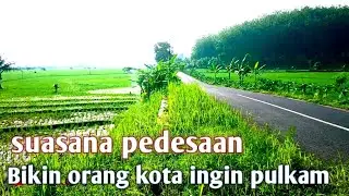 suasana pedesaan dengan pesawahan yang sangat indah orang kota pasti ingin pulang kampung
