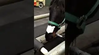 A Horse on a Treadmill