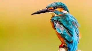 Beautiful Birds With Relaxing Music