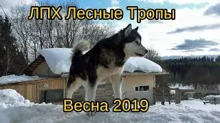 ЛПХ "Лесные Тропы" - жизнь в деревне, деревенский быт. Весна 2019 г.
