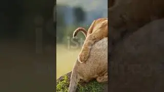 Мамы с малышами ну разве это не прекрасно,наша природа это удевительно!!!