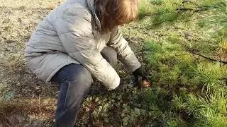 Маслята