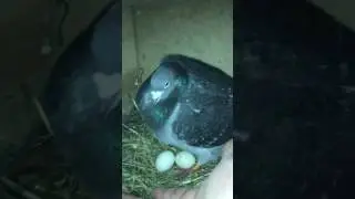 Голубь защищает гнездо