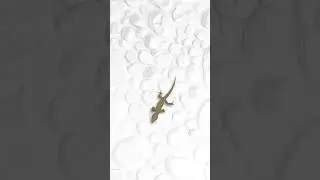 Lizard game for cats 🐱🦎 📺  #gameforcats #cattv #cats