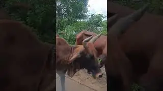 හරක් ගාලක්
