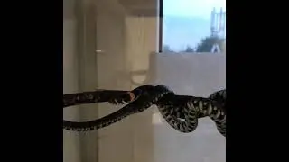 Змей Горыныч