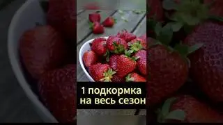 Удивительная подкормка клубники: Получите урожай жизни всего одной обработкой весной 