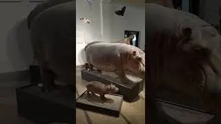 Музей динозавров!! Берлинский Зоологический музей. Natur Kunde Museum.