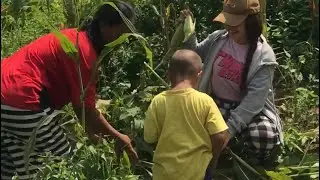 Harvesting of Corn in the field, Organic corn 🌽 Life in the Philippines🇵🇭