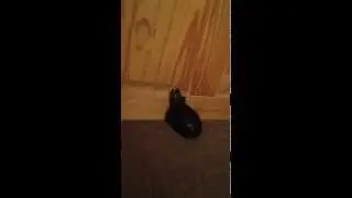 Randomly filming turtle